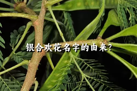 银合欢花名字的由来？