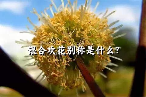 银合欢花别称是什么？