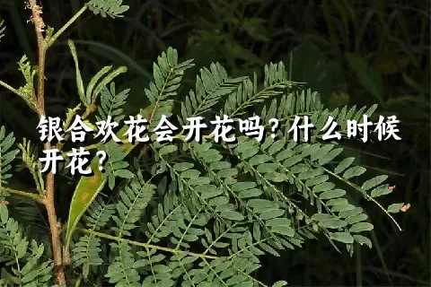 银合欢花会开花吗？什么时候开花？