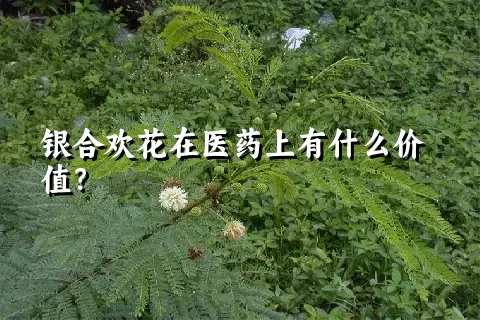 银合欢花在医药上有什么价值？