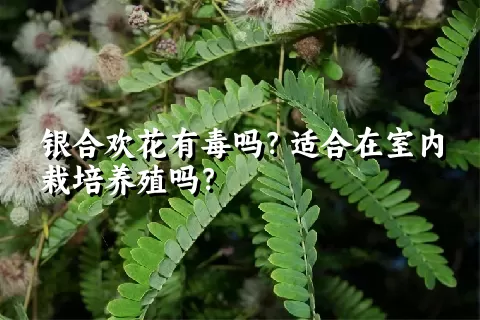 银合欢花有毒吗？适合在室内栽培养殖吗？