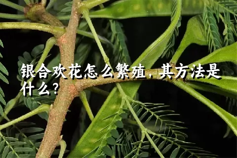 银合欢花怎么繁殖，其方法是什么？