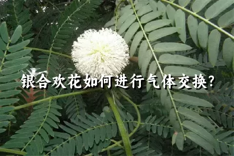 银合欢花如何进行气体交换？