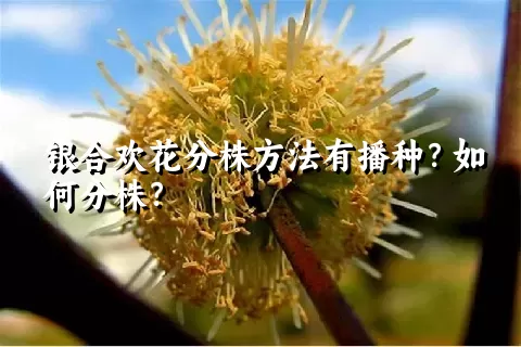 银合欢花分株方法有播种？如何分株？