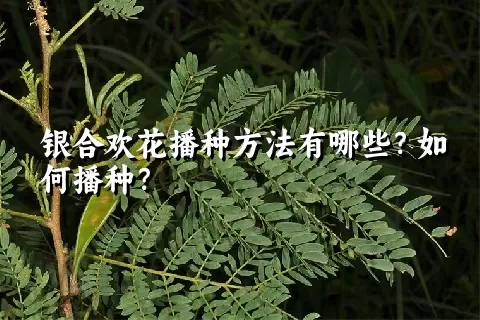 银合欢花播种方法有哪些？如何播种？