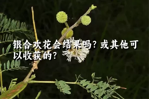 银合欢花会结果吗？或其他可以收获的？