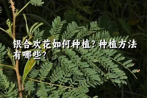 银合欢花如何种植？种植方法有哪些？