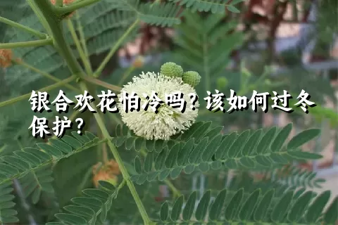 银合欢花怕冷吗？该如何过冬保护？