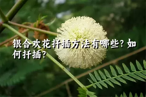 银合欢花扦插方法有哪些？如何扦插？