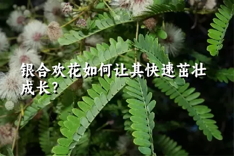 银合欢花如何让其快速茁壮成长？