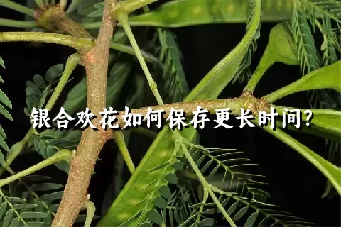 银合欢花如何保存更长时间？