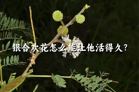 银合欢花怎么能让他活得久？