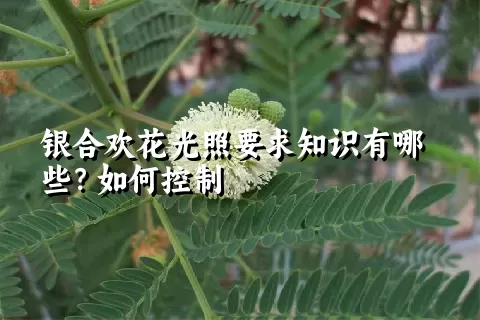 银合欢花光照要求知识有哪些？如何控制