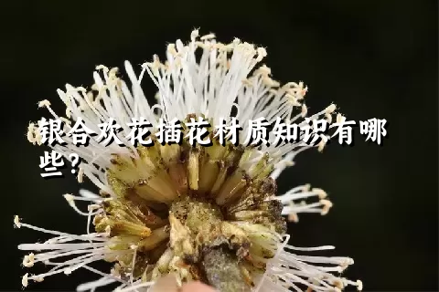 银合欢花插花材质知识有哪些？