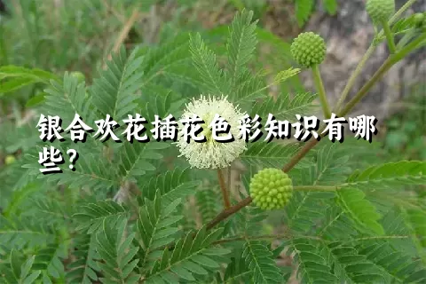 银合欢花插花色彩知识有哪些？