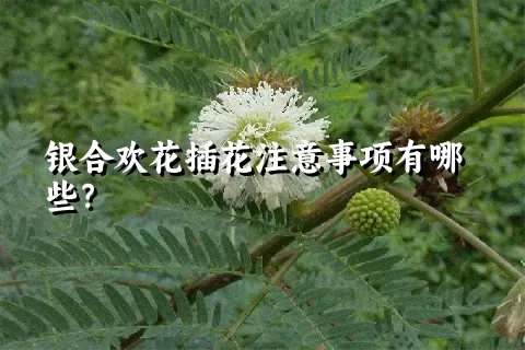 银合欢花插花注意事项有哪些？