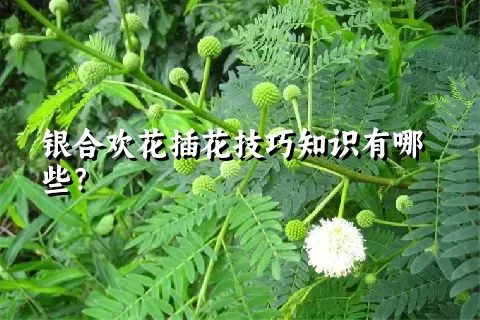 银合欢花插花技巧知识有哪些？