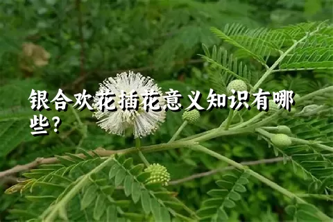 银合欢花插花意义知识有哪些？