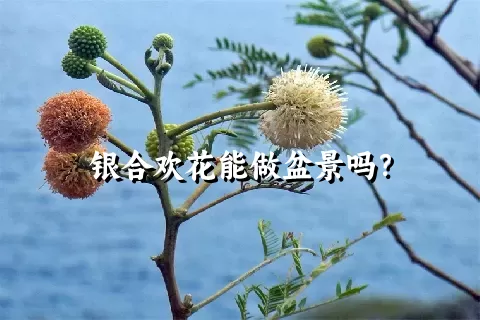 银合欢花能做盆景吗？