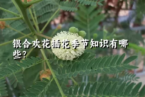 银合欢花插花季节知识有哪些？