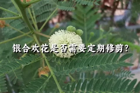 银合欢花是否需要定期修剪？