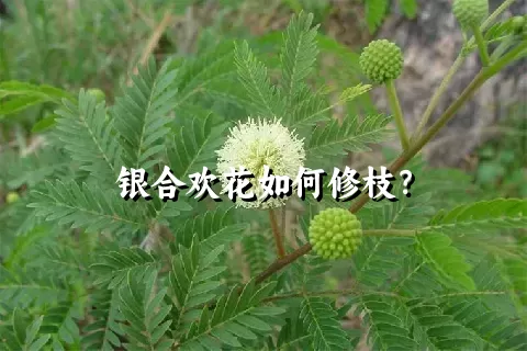 银合欢花如何修枝？