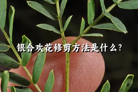 银合欢花修剪方法是什么？