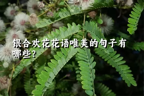 银合欢花花语唯美的句子有哪些？