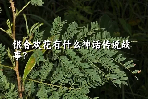 银合欢花有什么神话传说故事？