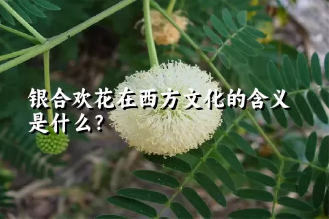 银合欢花在西方文化的含义是什么？