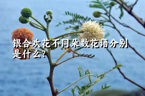 银合欢花不同朵数花语分别是什么？