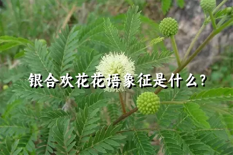 银合欢花花语象征是什么？