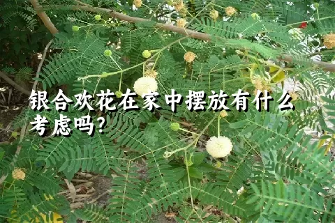 银合欢花在家中摆放有什么考虑吗？