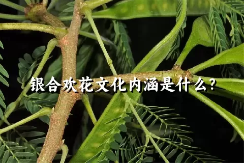 银合欢花文化内涵是什么？