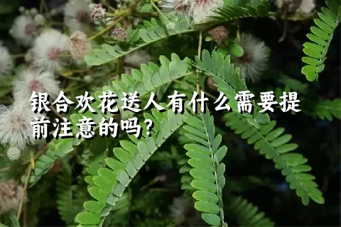 银合欢花送人有什么需要提前注意的吗？