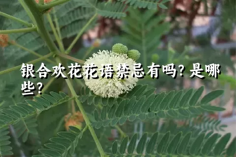 银合欢花花语禁忌有吗？是哪些？