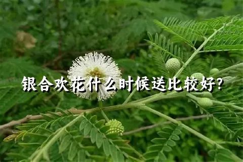 银合欢花什么时候送比较好？