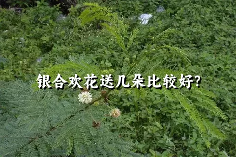 银合欢花送几朵比较好？