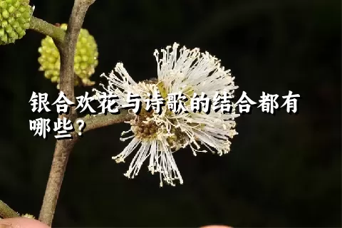 银合欢花与诗歌的结合都有哪些？