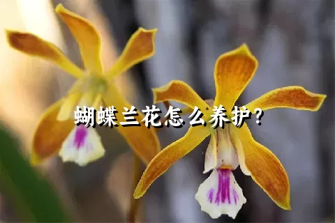 蝴蝶兰花怎么养护？