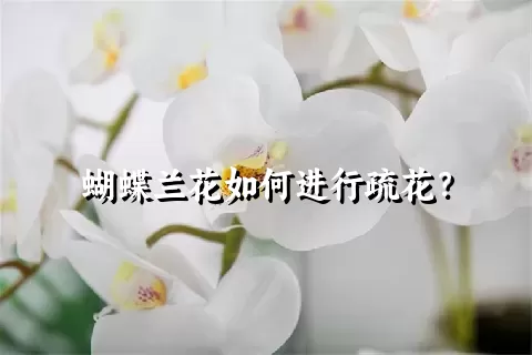 蝴蝶兰花如何进行疏花？