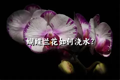 蝴蝶兰花如何浇水？