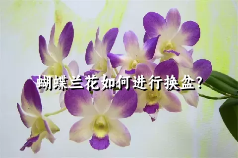 蝴蝶兰花如何进行换盆？