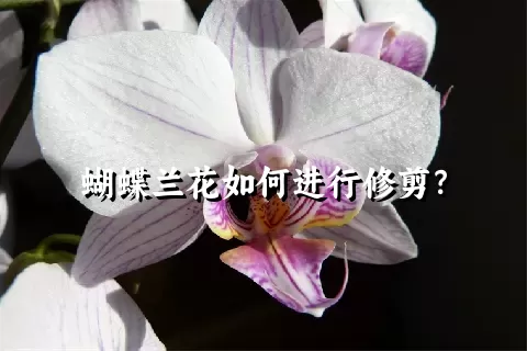 蝴蝶兰花如何进行修剪？