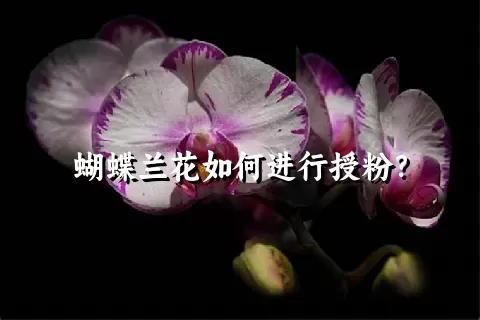 蝴蝶兰花如何进行授粉？