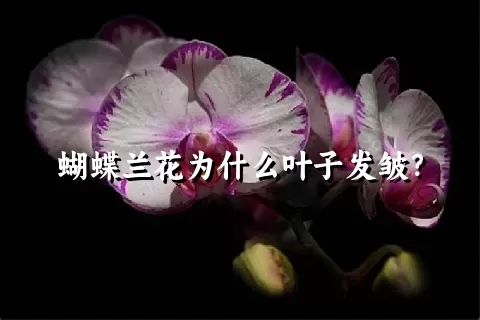 蝴蝶兰花为什么叶子发皱？