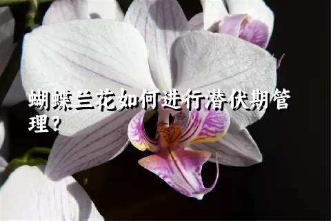 蝴蝶兰花如何进行潜伏期管理？