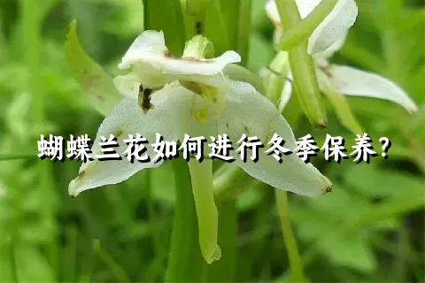 蝴蝶兰花如何进行冬季保养？