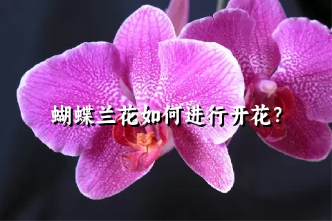 蝴蝶兰花如何进行开花？