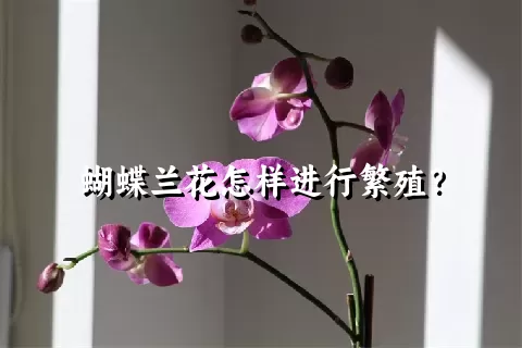 蝴蝶兰花怎样进行繁殖？